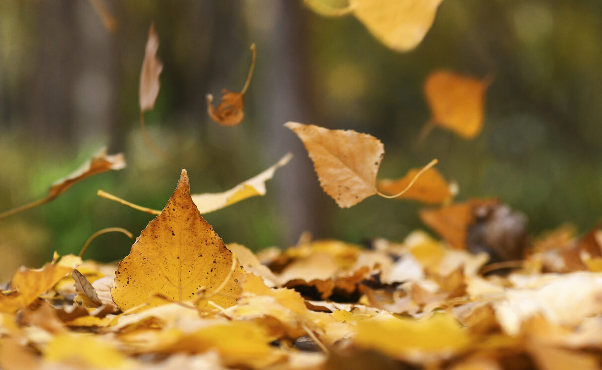 Autumn Budget: Sweeping up the Budget announcements