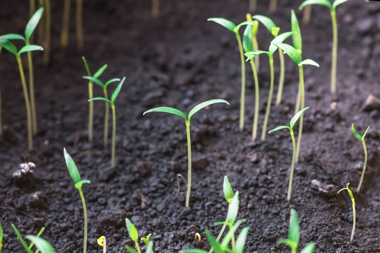 Do growth companies always mean good returns?
